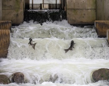 Fish Ladder