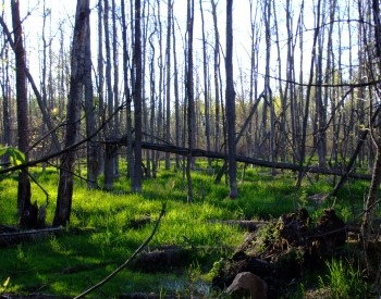 Friends of Hibou Trails