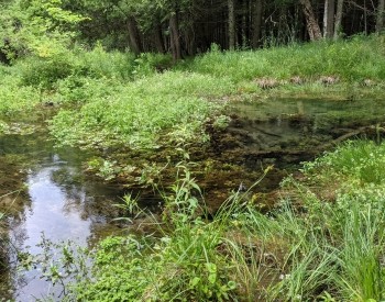 Lily Oak Managed Forest
