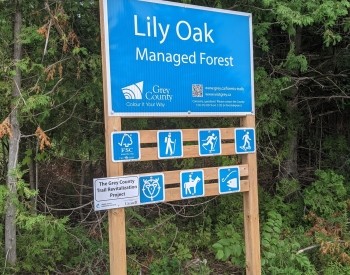 Lily Oak Managed Forest