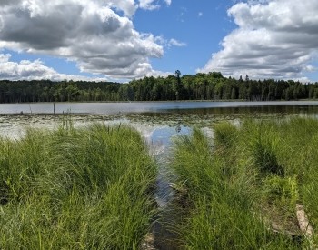 Camp Oliver Managed Forest