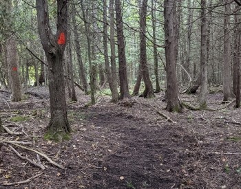 Lily Oak Managed Forest