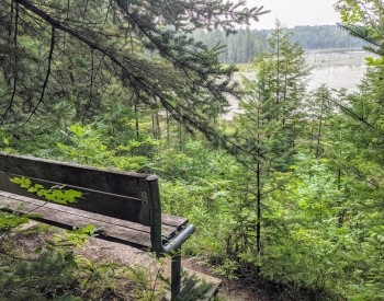 Camp Oliver Managed Forest