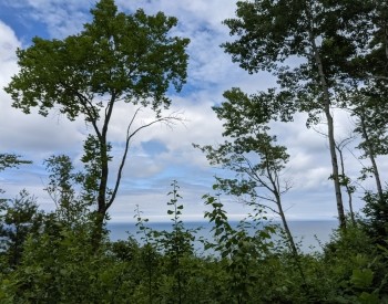 St. Vincent Managed Forest