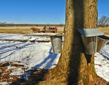 Kemble Maple Tour