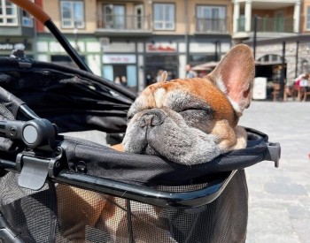 a dog sitting in a stroller 