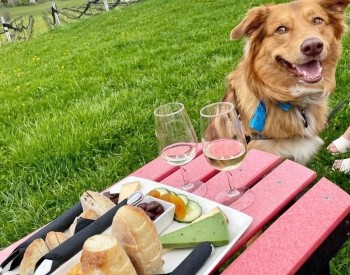 a dog sitting by a table at a winery