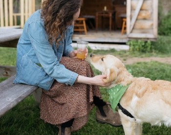 A woman looking down at her Golden Retriever dog 