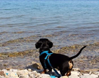 A small dog standing by the water 