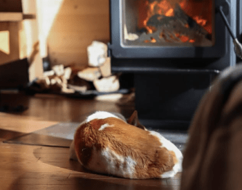 a dog sleeping on the floor in front of a fire