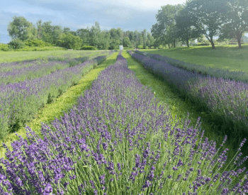 a row of lavender flowers in a field 