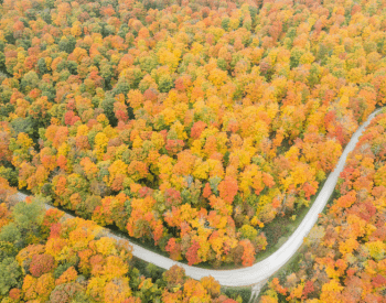 fall scene