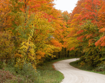 fall road