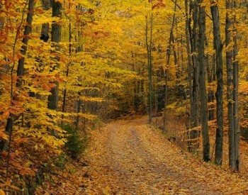 Allan Park Allan Park