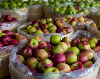 Grandma Lambe's II apples